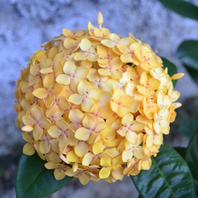 Florais